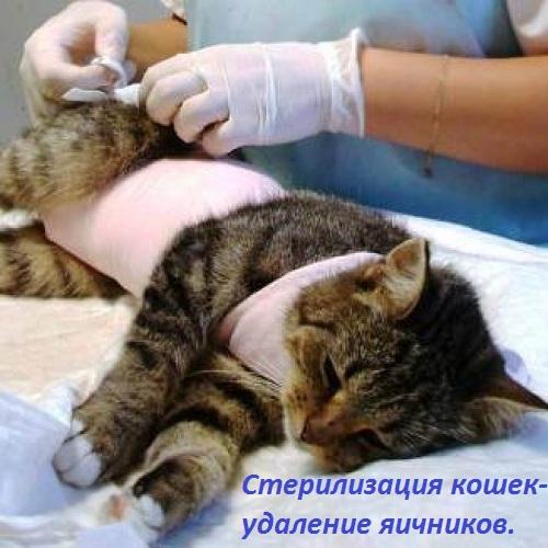Фото Стерилизация кошек на дому в Балаково Трнавская 31